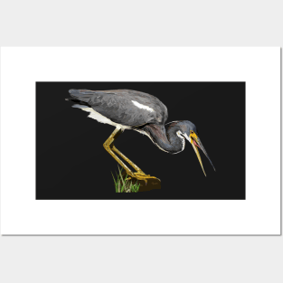 Tricolored Heron Posters and Art